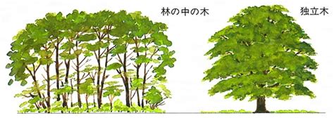 木 形|樹形（じゅけい）とは？ 意味・読み方・使い方をわかりやすく。